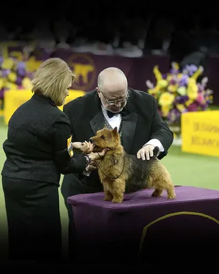 Westminster Kennel Club Dog Show New York